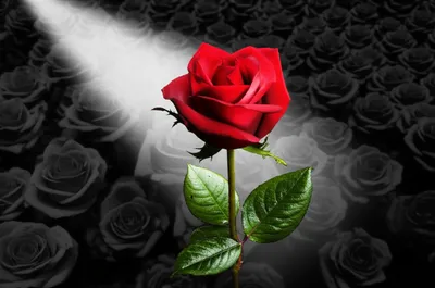 Illustration accentuating - Image 1