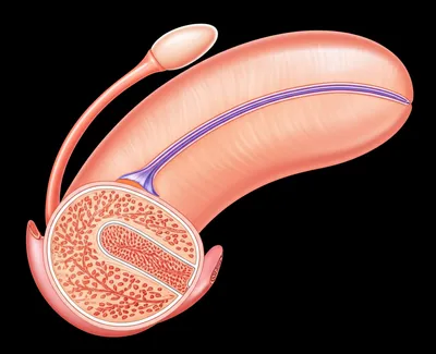 Illustration birdies - Image 1