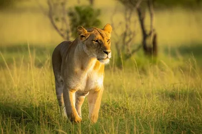 Illustration tawny - Image 1