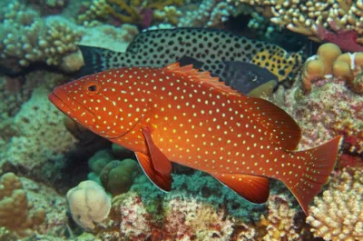 Illustration connie - Image 1