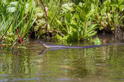 Illustration asp - Image 1