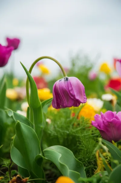 Illustration ail - Image 1