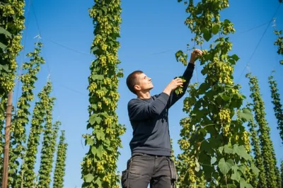 Illustration hop - Image 1