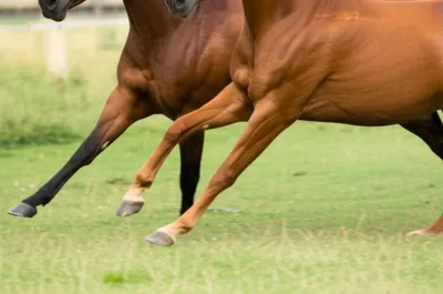 Illustration hitching - Image 1