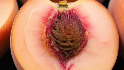 Illustration peach - Image 1