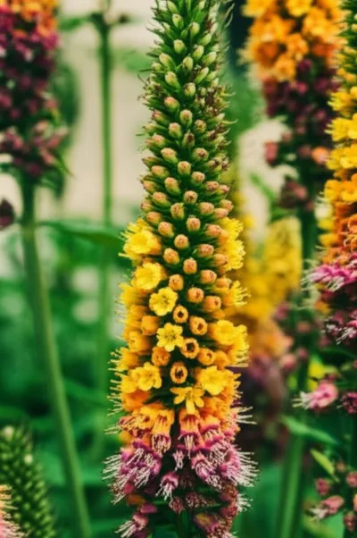 Illustration spike - Image 1