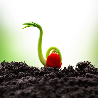 Illustration prime - Image 1