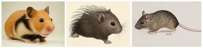 Illustration hamster - Image 1