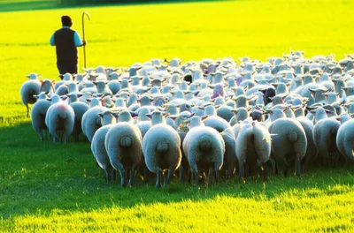 Illustration steers - Image 1