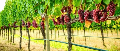 Illustration block - Image 1