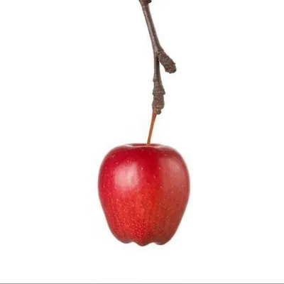 Illustration parsimonious - Image 1