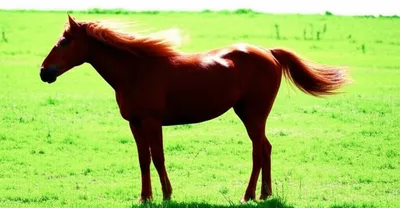 Illustration unsaddled - Image 1