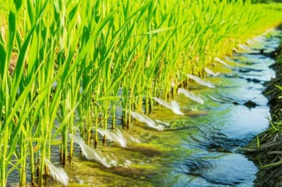 Illustration irrigating