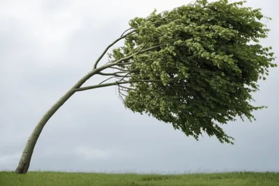 Illustration bowed - Image 1