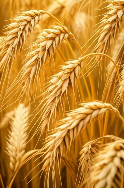 Illustration grains - Image 2