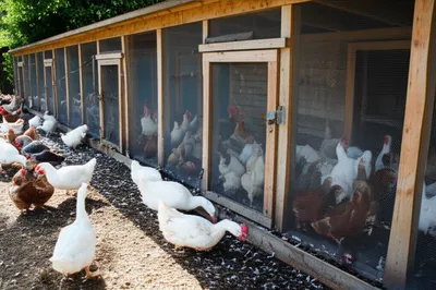 Illustration mows - Image 1