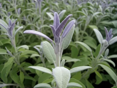 Illustration salvia - Image 1