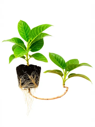 Illustration replication - Image 1