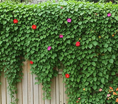 Illustration encroached