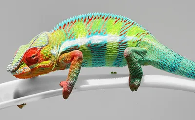 Illustration toned - Image 1