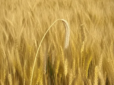 Illustration yields - Image 1