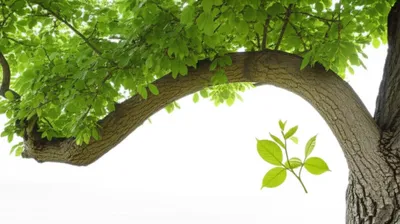 Illustration bends - Image 1