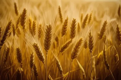 Illustration undulating - Image 1