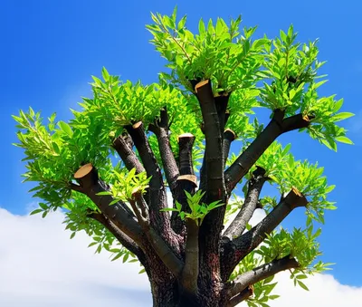 Illustration pollard - Image 1