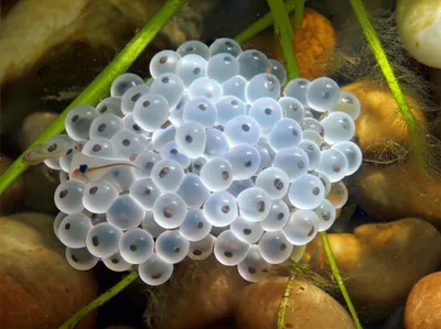 Illustration spawn - Image 1