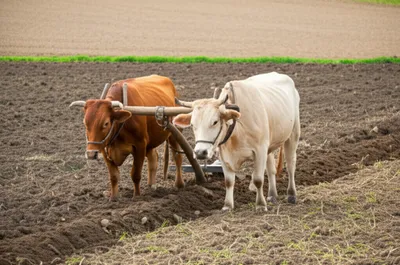 Illustration yokes - Image 1