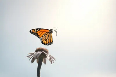 Illustration going - Image 1