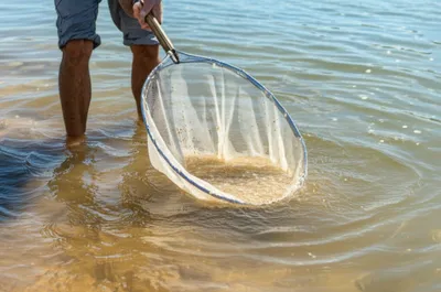 Illustration shrimping