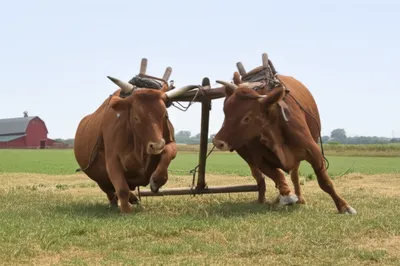 Illustration hauling - Image 1