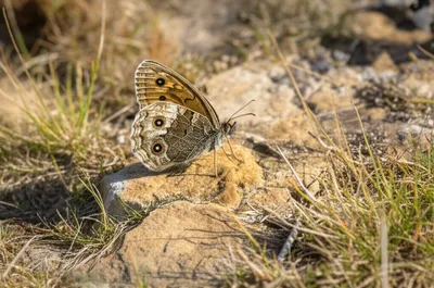 Illustration graylings - Image 1