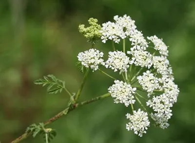 Illustration hemlock - Image 2