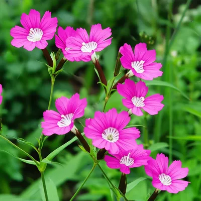 Illustration campions - Image 1