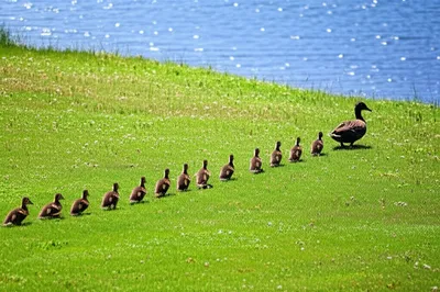 Illustration posterior - Image 1