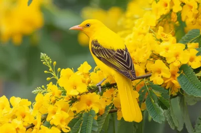 Illustration yellowtail - Image 1