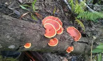 Illustration parasitic - Image 2