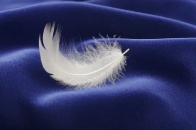 Illustration lenis - Image 1