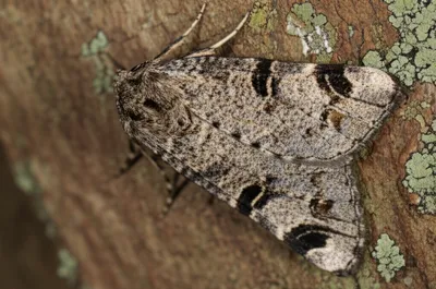 Illustration carpet - Image 1