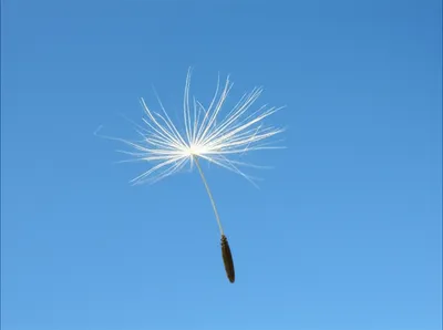 Illustration whiffle - Image 1