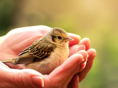 Illustration cowered - Image 1