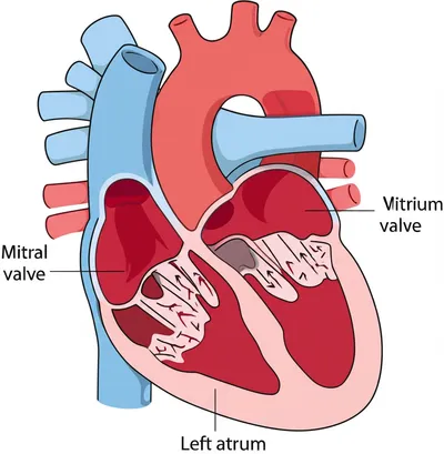 Illustration mitral - Image 1