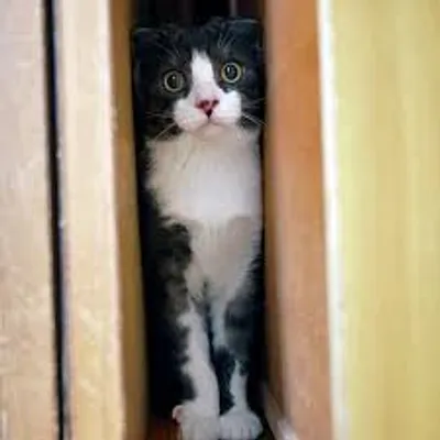 Illustration wedge - Image 5