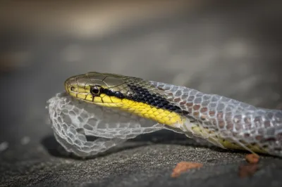 Illustration muting - Image 1