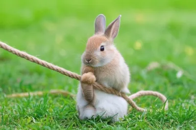 Illustration lash - Image 1