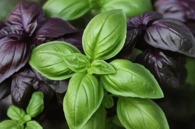 Illustration basil - Image 1