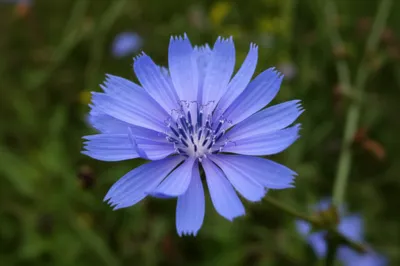 Illustration cornflowers - Image 1