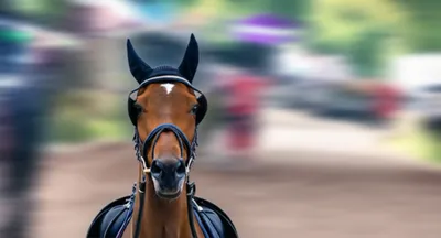 Illustration blinkers - Image 1